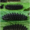 bol euphrosyne larva4 volg1